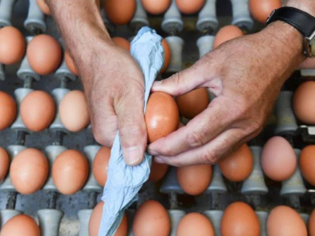 Huevos contaminados con pesticidas: alerta en Europa y Asia