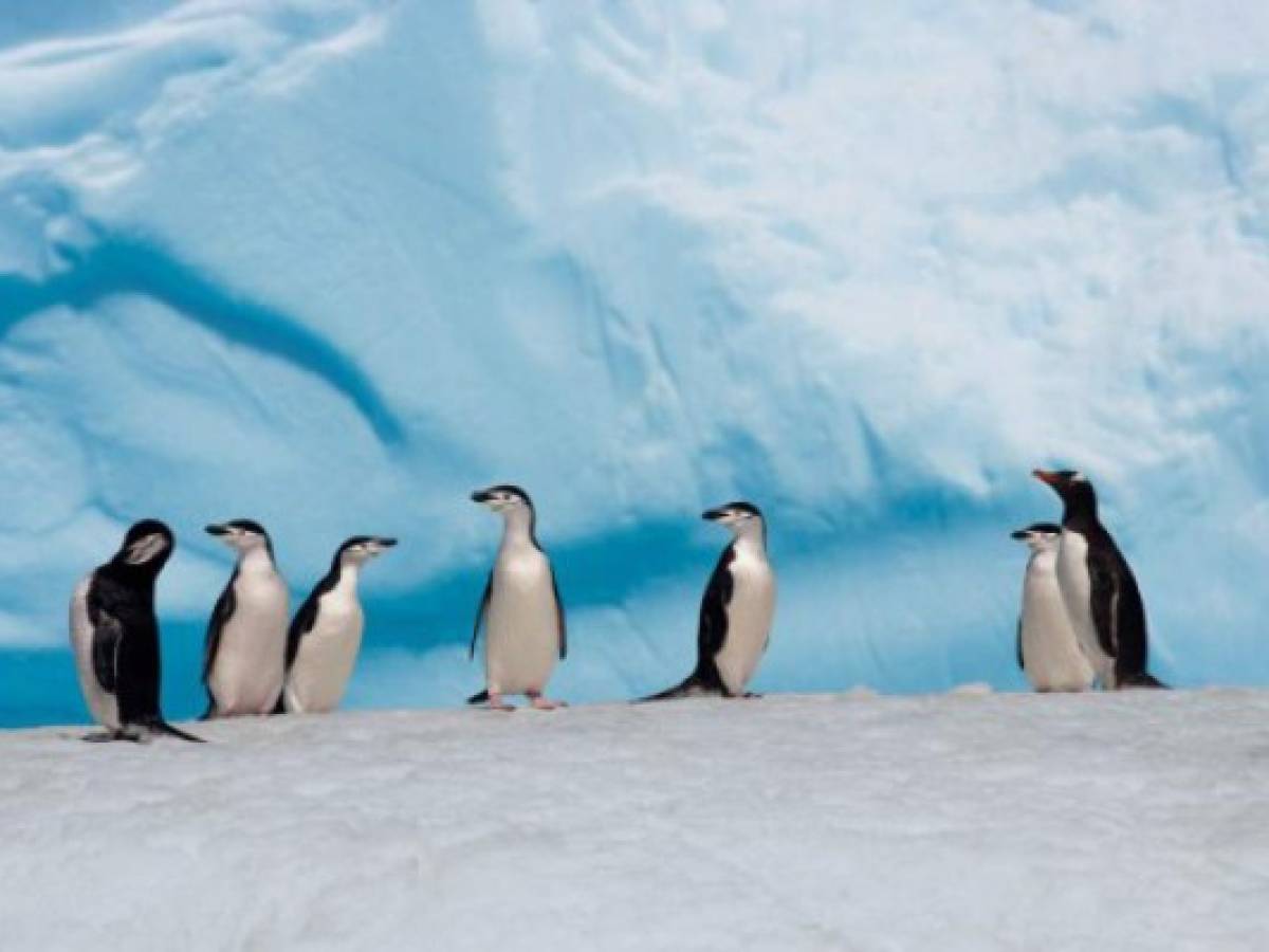 ¿Por qué la Antártida reverdece?