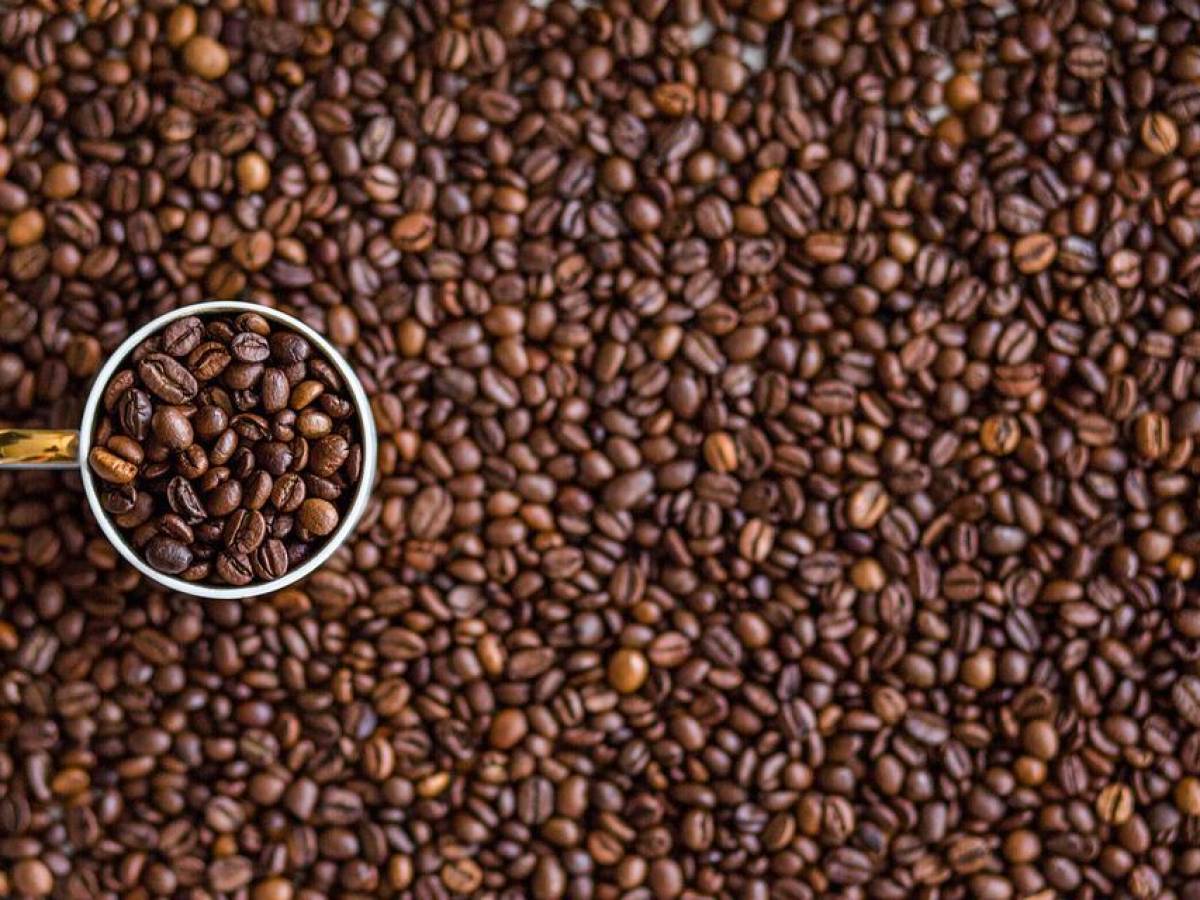 Ingresos por exportación de café hondureño suben 28,6 % en cosecha 2021-2022