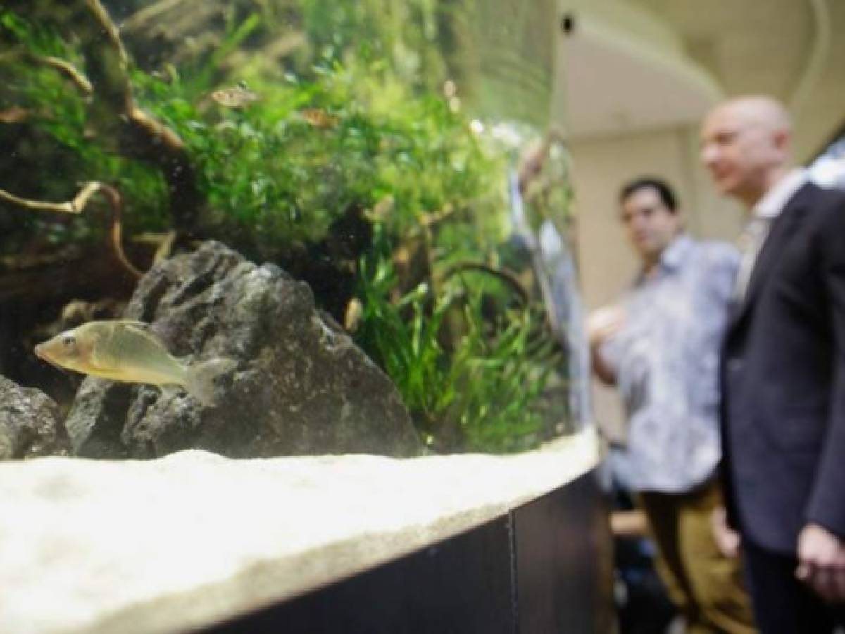 Hay 40.000 plantas de 400 especies diferentes de todo el mundo, dice la compañía. Hay 40.000 plantas de 400 especies diferentes de todo el mundo, dice la compañía.