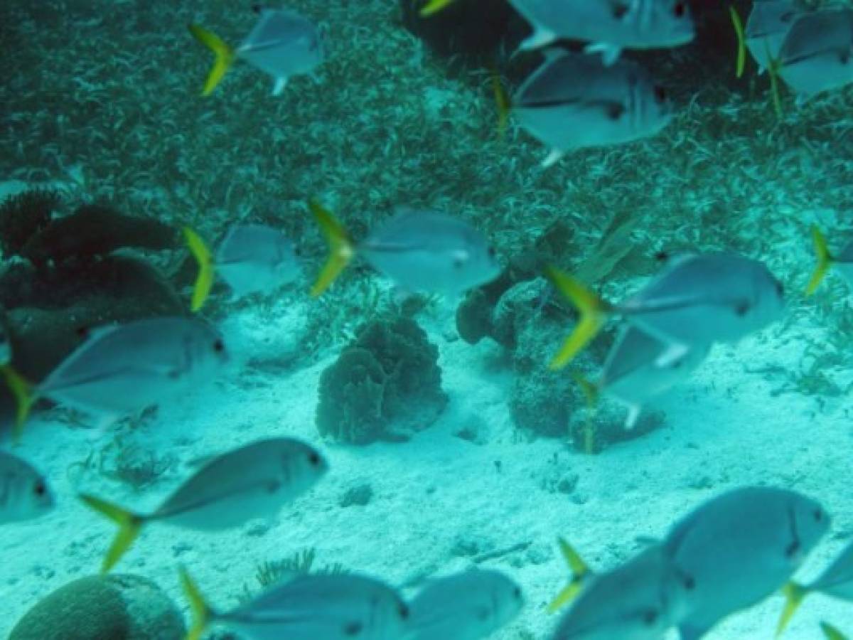 Los arrecifes de Belice, un tesoro de biodiversidad revive en el Caribe