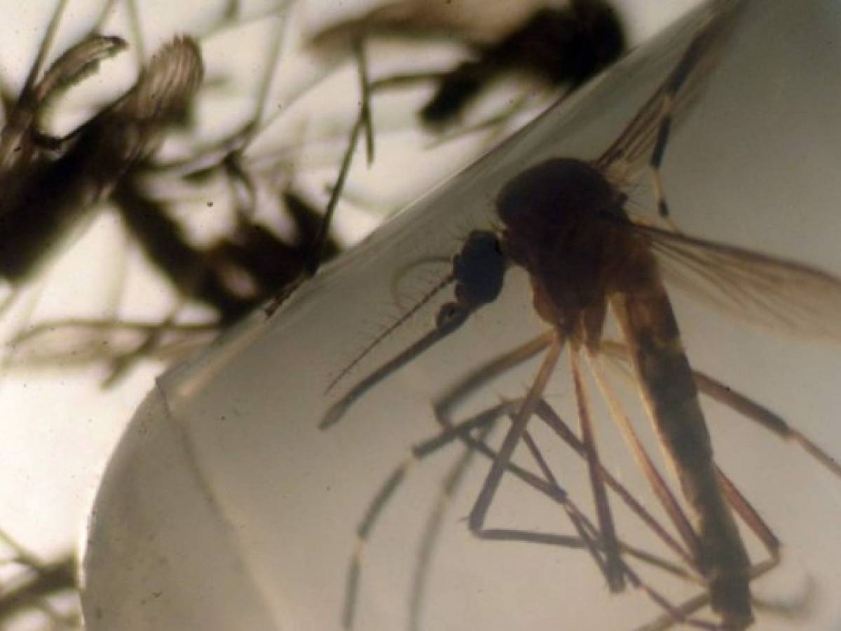 Alerta ante posible epidemia de microcefalias por Zika