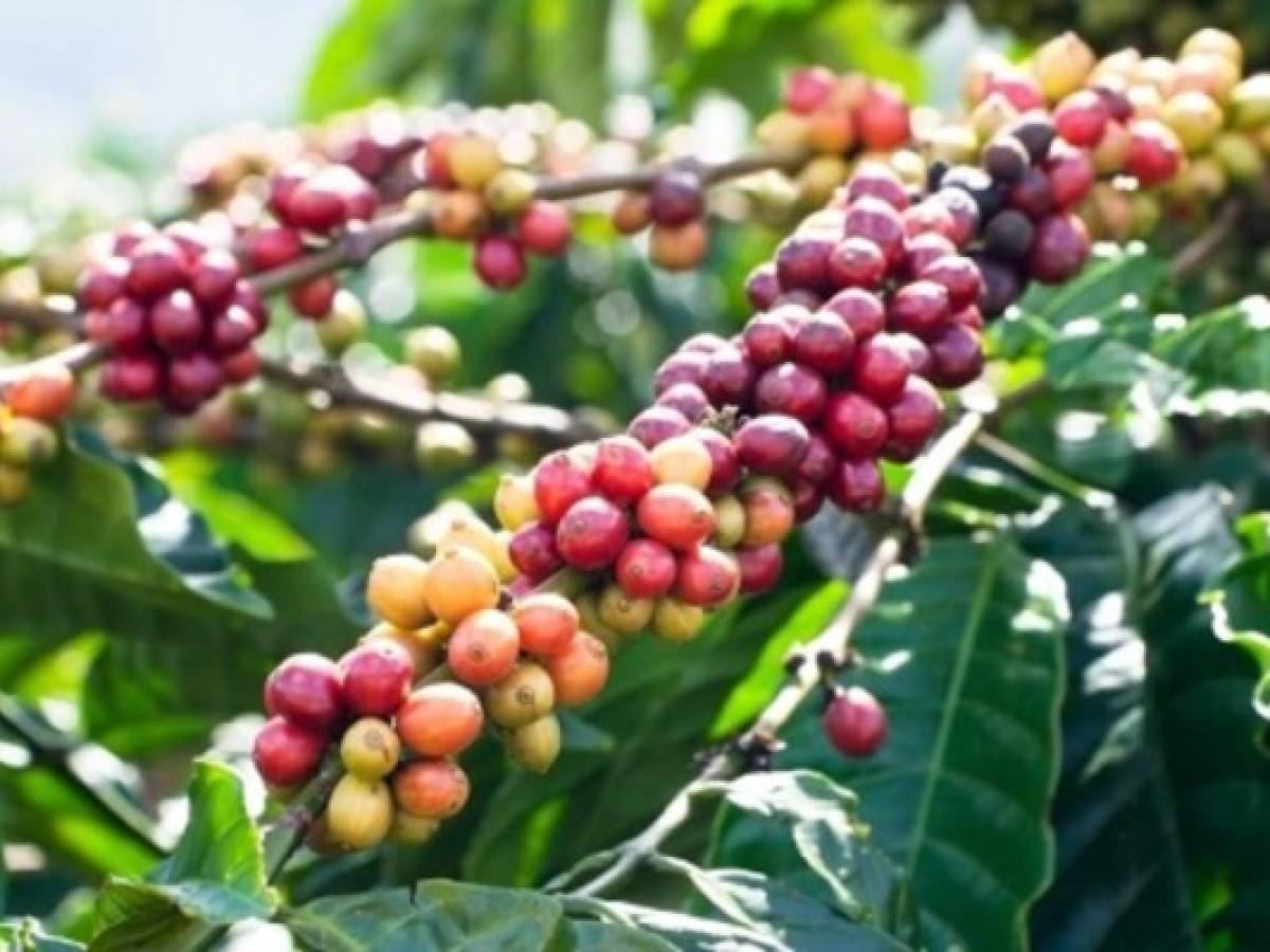 Nicaragua: fuerte descenso en exportaciones de café