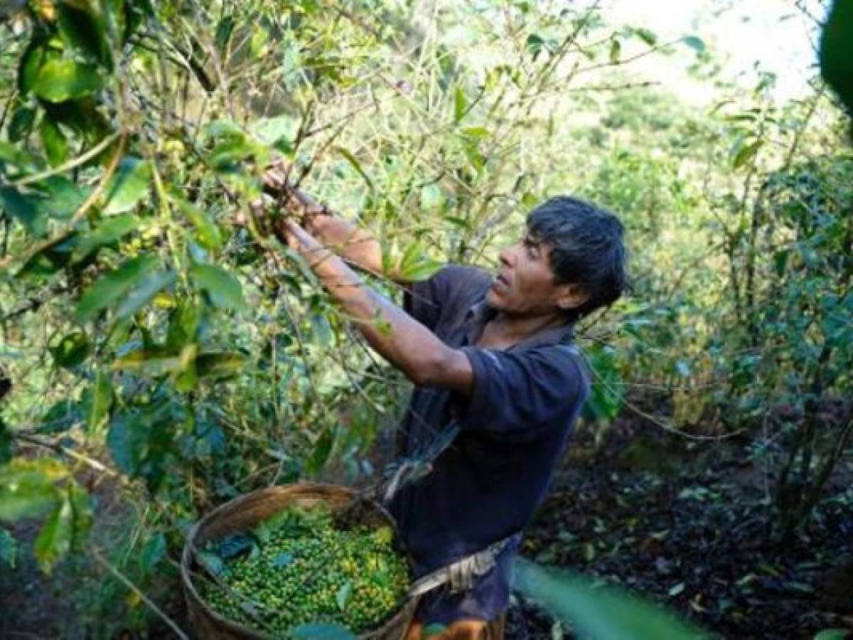 Latinoamérica: exportación de café cae 6,13%