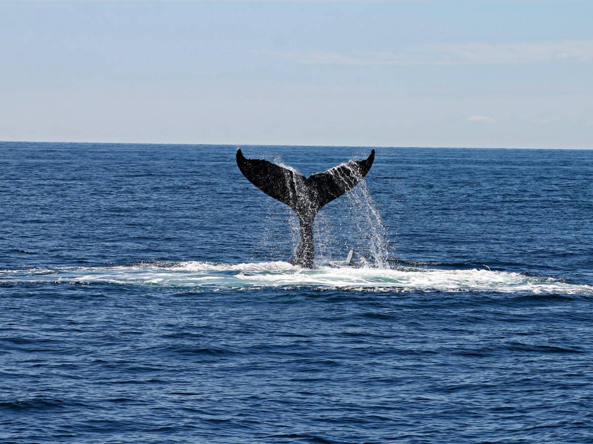 Costa Rica: Quepos está listo para recibir a turistas en la temporada de avistamiento de ballenas Costa Rica: Quepos está listo para recibir a turistas en la temporada de avistamiento de ballenas