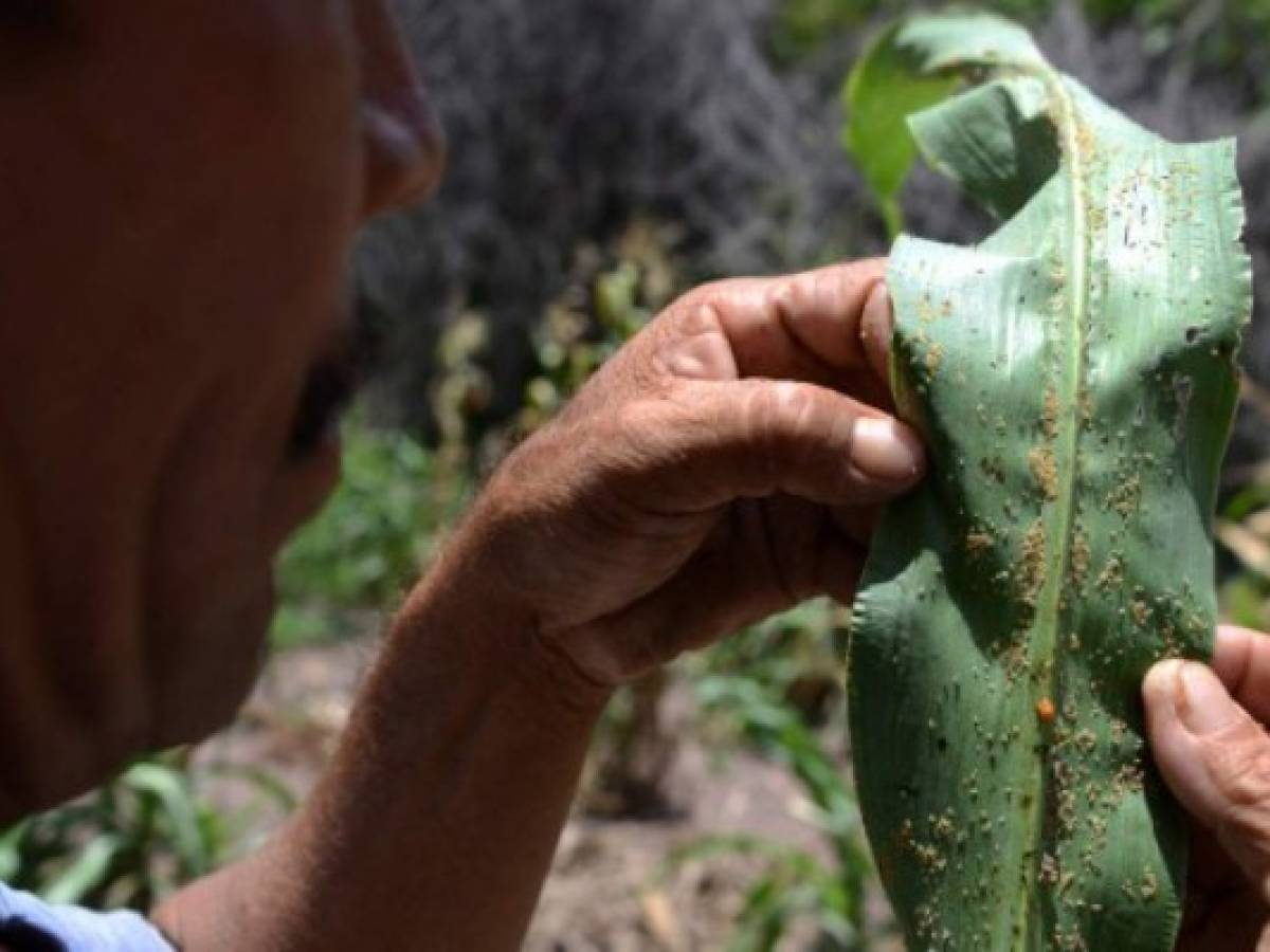 Sequía y plaga por cambio climático agrava el hambre en comunidades de Honduras