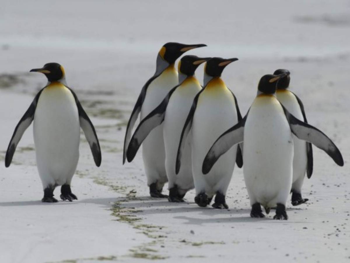 Las Malvinas apuestan por sus pingüinos rey para impulsar el turismo natural
