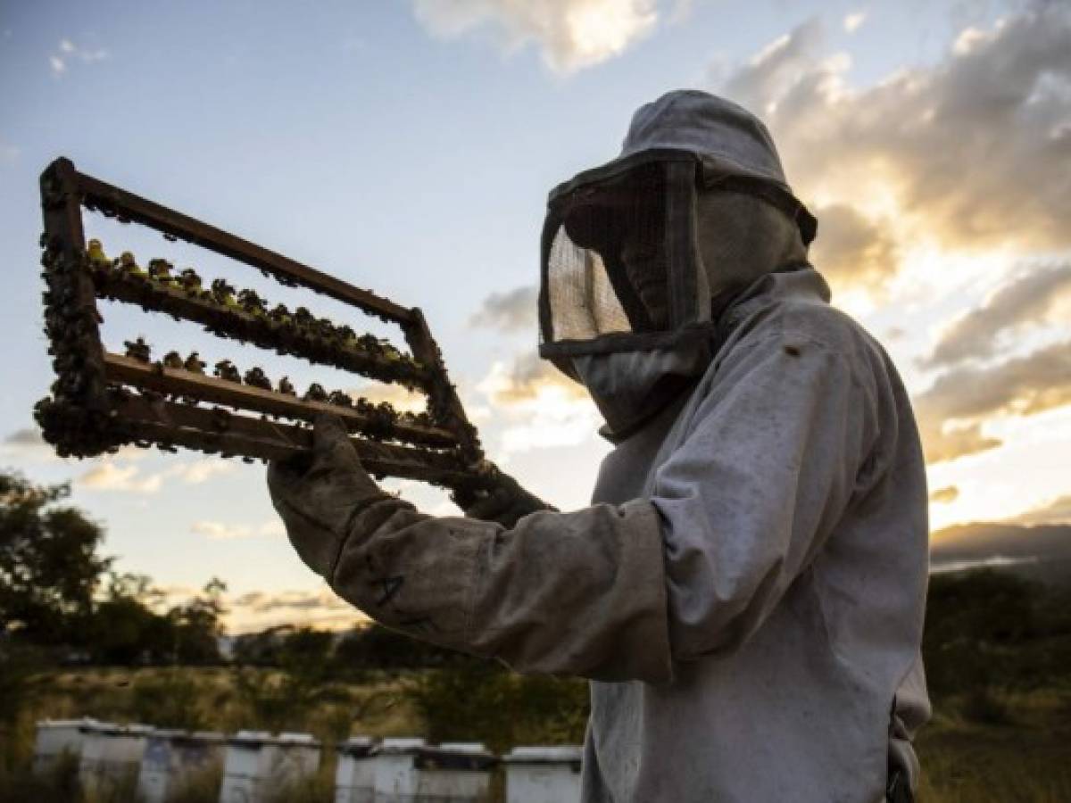 Nicaragua: Apicultores crían abejas reinas para paliar efectos de la sequía