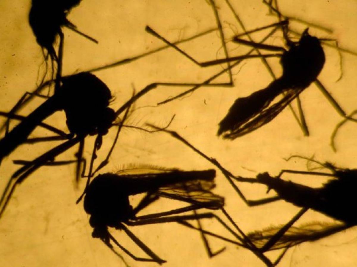 Los mosquitos pueden transmitir zika a sus huevos