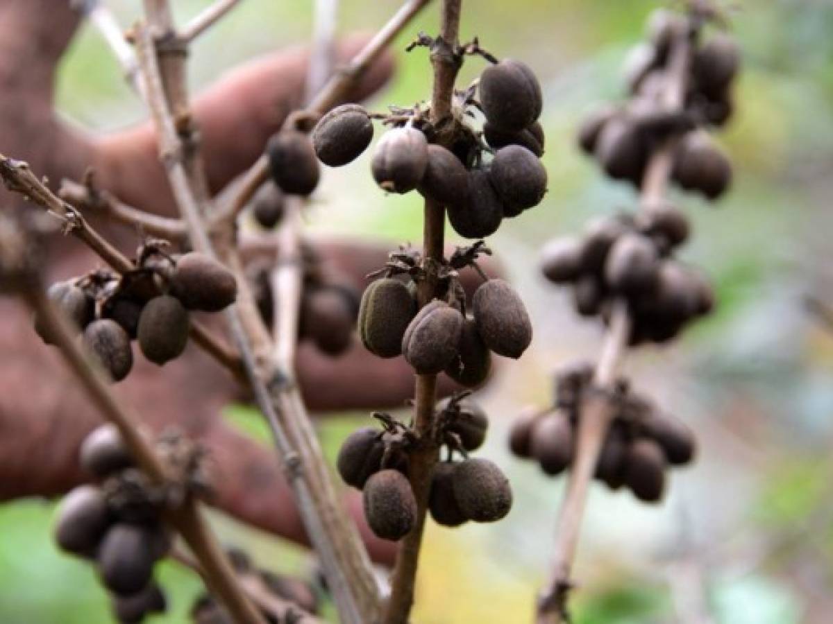 Nuevas variedades de roya atacan al café latinoamericano