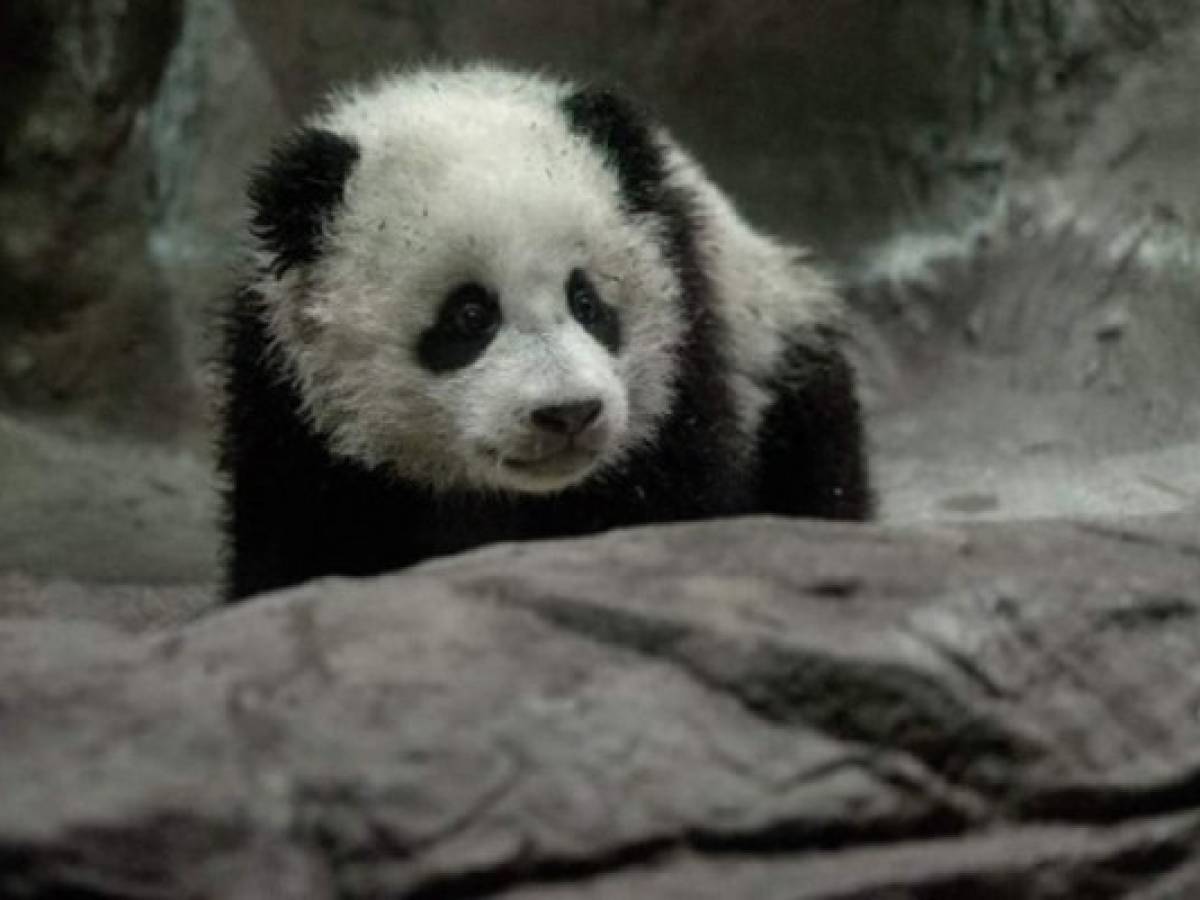 Los pandas están de regreso gracias al crecimiento económico