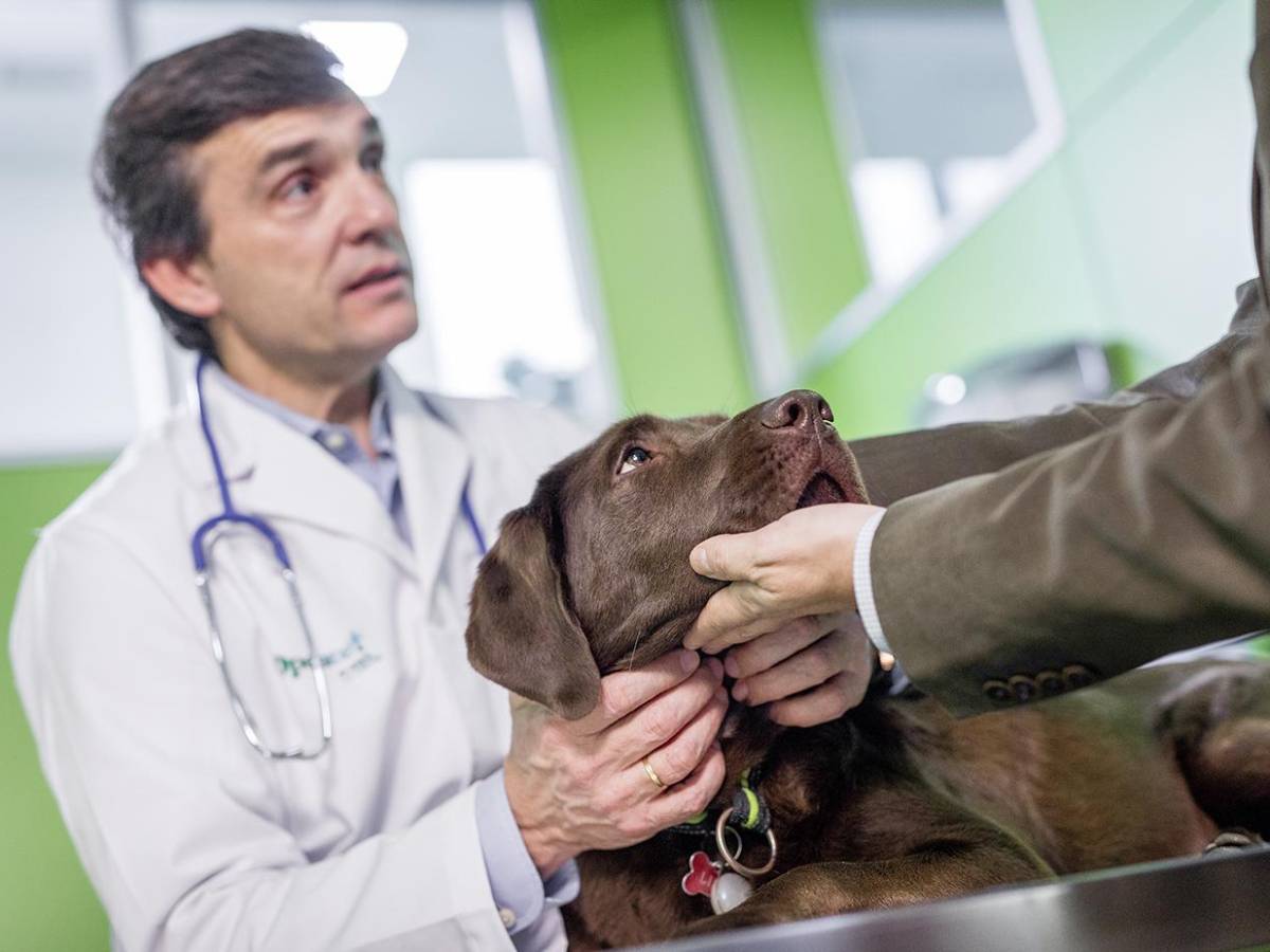 Día Mundial del Perro: 5 Actividades ideales para compartir junto a su mascota Día Mundial del Perro: 5 Actividades ideales para compartir junto a su mascota