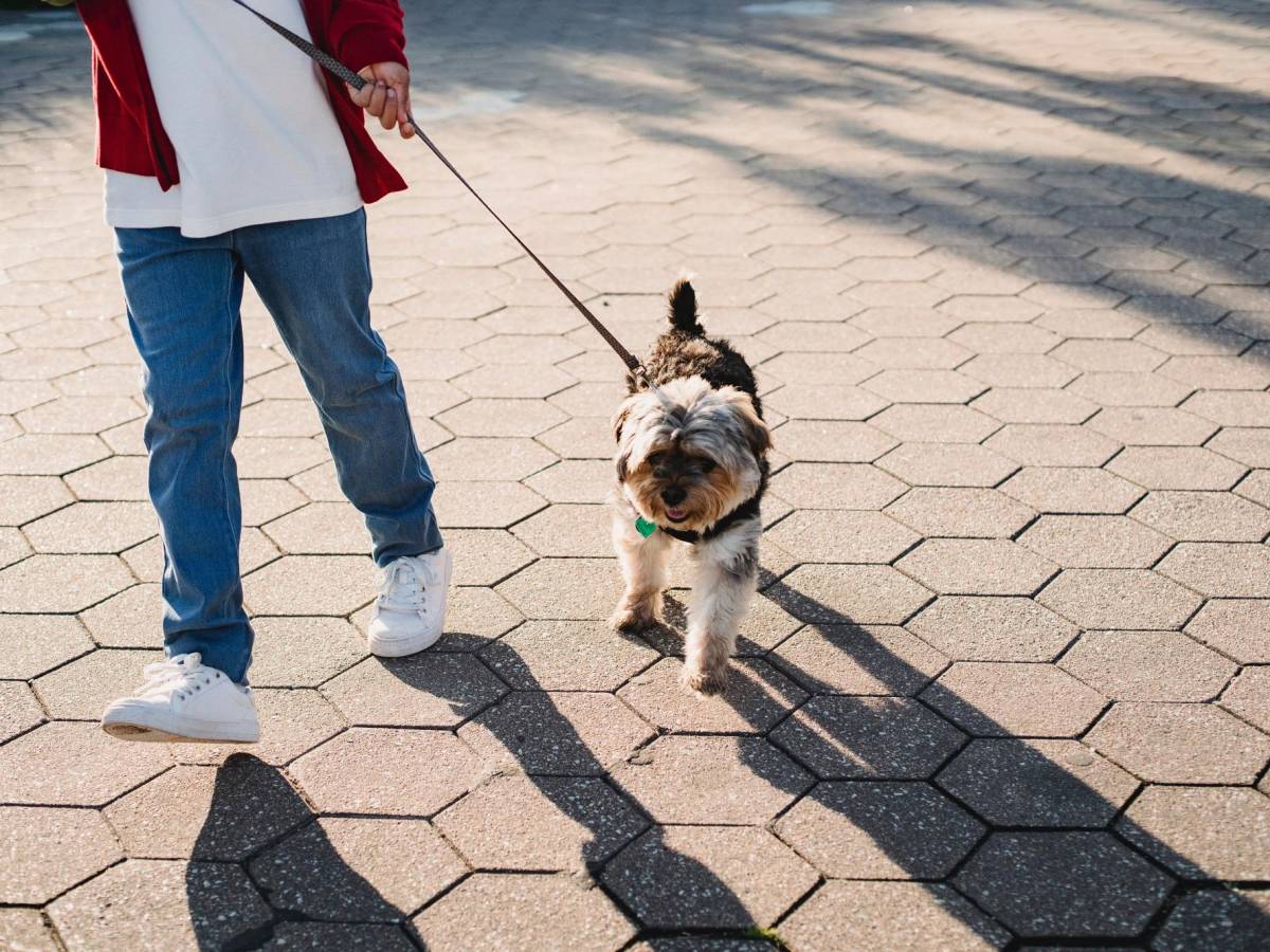 Día Mundial del Perro: 5 Actividades ideales para compartir junto a su mascota Día Mundial del Perro: 5 Actividades ideales para compartir junto a su mascota