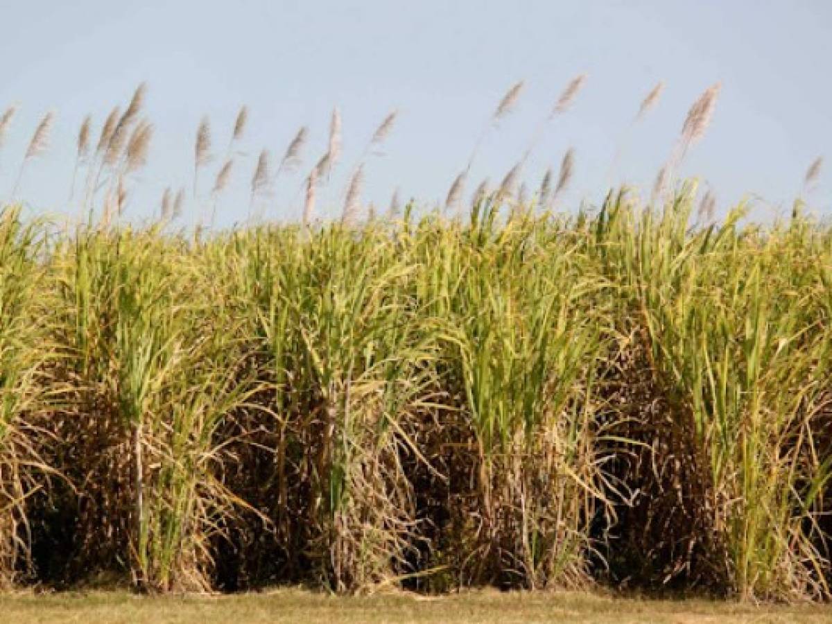 Alta producción y buenos precios se esperan para el azúcar de Guatemala en el 2022 Alta producción y buenos precios se esperan para el azúcar de Guatemala en el 2022