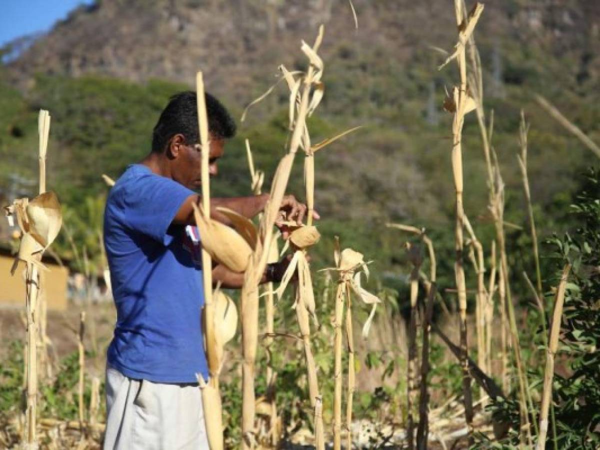 Sequía somete a Centroamérica a plagas, pérdida de cosechas y falta de agua potable