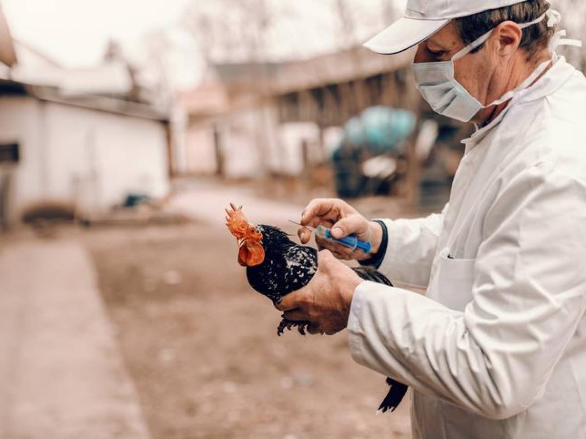 Europa vive la gripe aviar ‘más devastadora’ de su historia