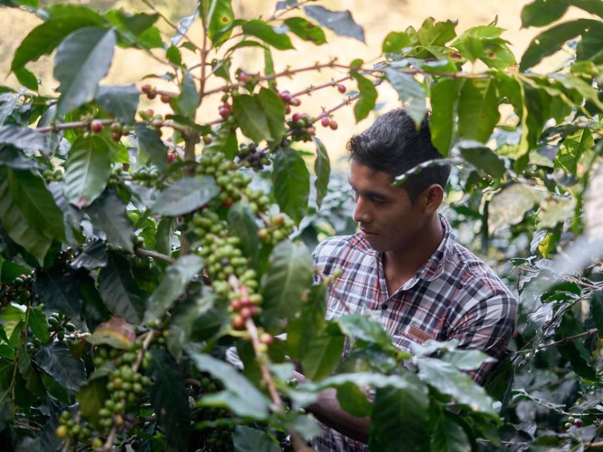 Cosecha de café de El Salvador ha caído en más de 25.100 quintales
