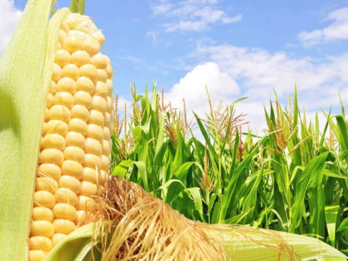 Altos precios de 'commodities' agrícolas llegan a su fin, dicen FAO y OCDE