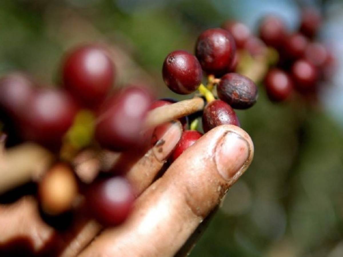 Guatemala: leve recuperación del café frente a roya