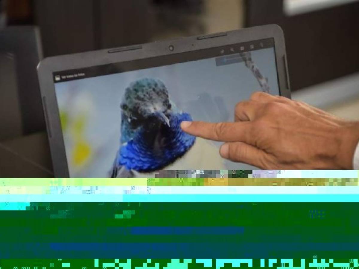 La pequeña ave exhibe un cuello de plumaje azul intenso, pechera blanca marcada con dos franjas negras y una cabeza verde esmeralda. Fue la primera vez que esta variedad de colibrí 'se estaba mostrando al mundo', dijo a la AFP Francisco Sornoza, un ornitólogo de 50 años, del Instituto Nacional de Biodiversidad (Inabio). La pequeña ave exhibe un cuello de plumaje azul intenso, pechera blanca marcada con dos franjas negras y una cabeza verde esmeralda. Fue la primera vez que esta variedad de colibrí 'se estaba mostrando al mundo', dijo a la AFP Francisco Sornoza, un ornitólogo de 50 años, del Instituto Nacional de Biodiversidad (Inabio).