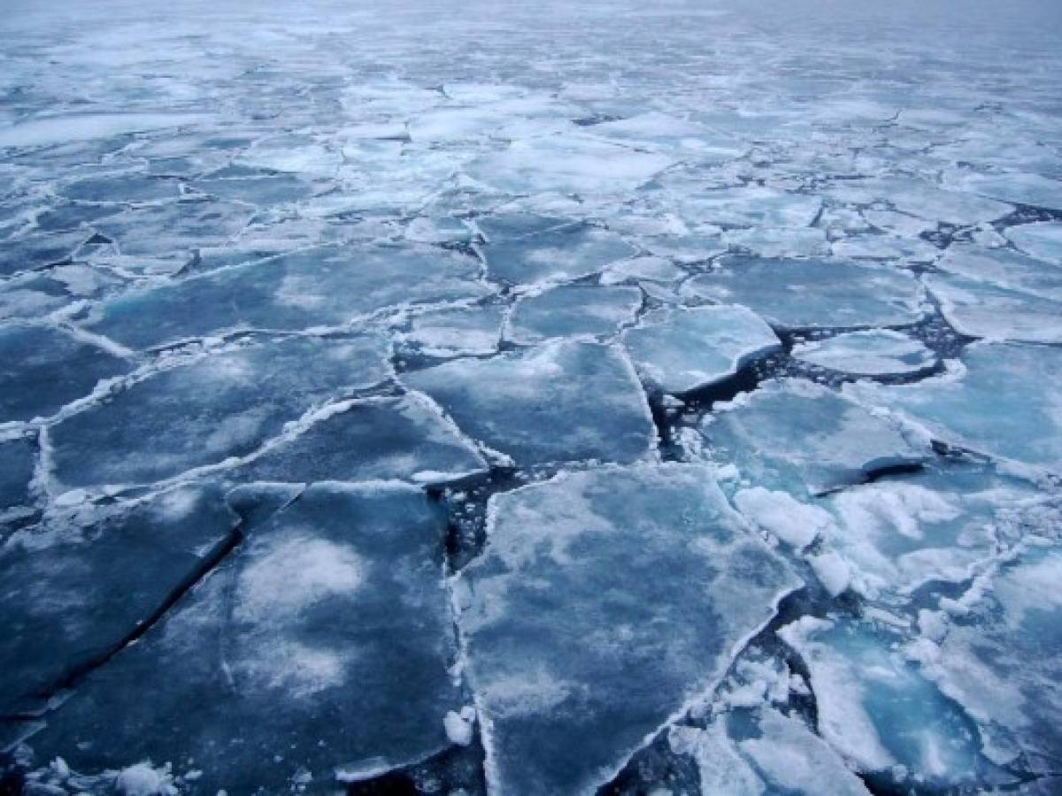 Se le acaba el hielo al Ártico y las aves marinas lo resienten