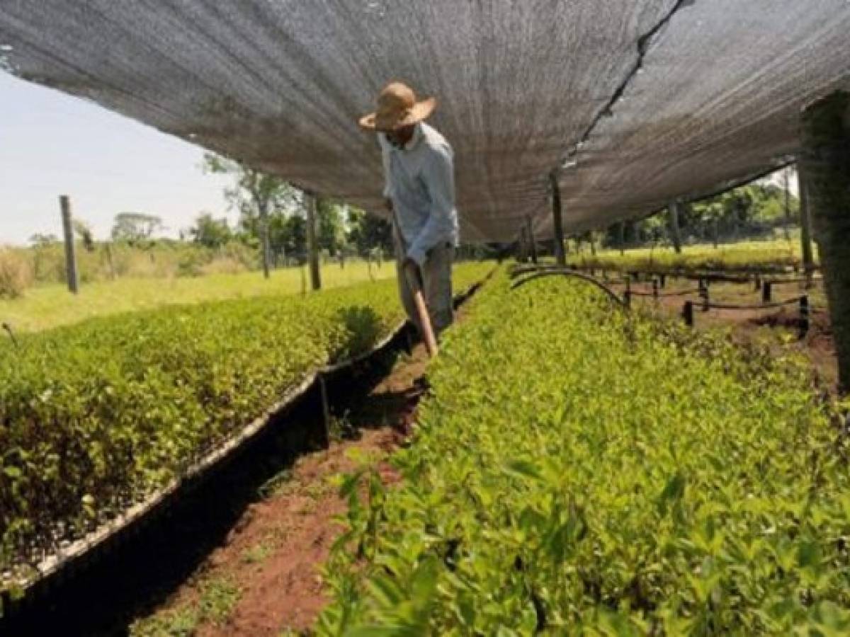 Gaseosas del mundo se rinden a hierva dulce stevia