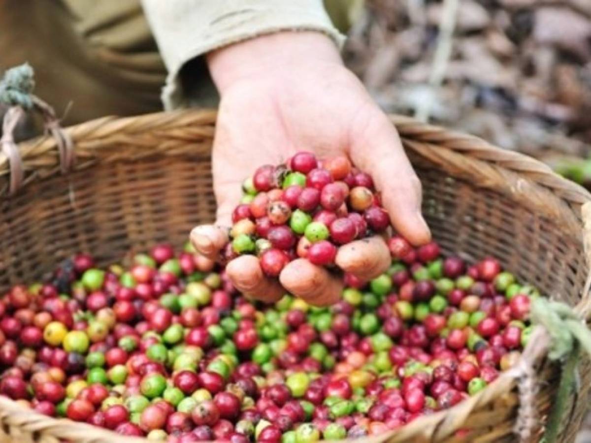 Panamá intenta recuperar cultivos de café