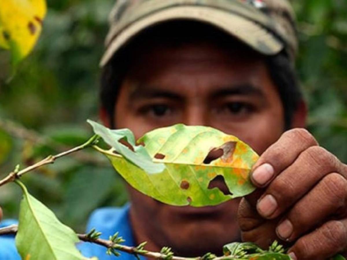 US$30 millones para combatir la roya en Nicaragua