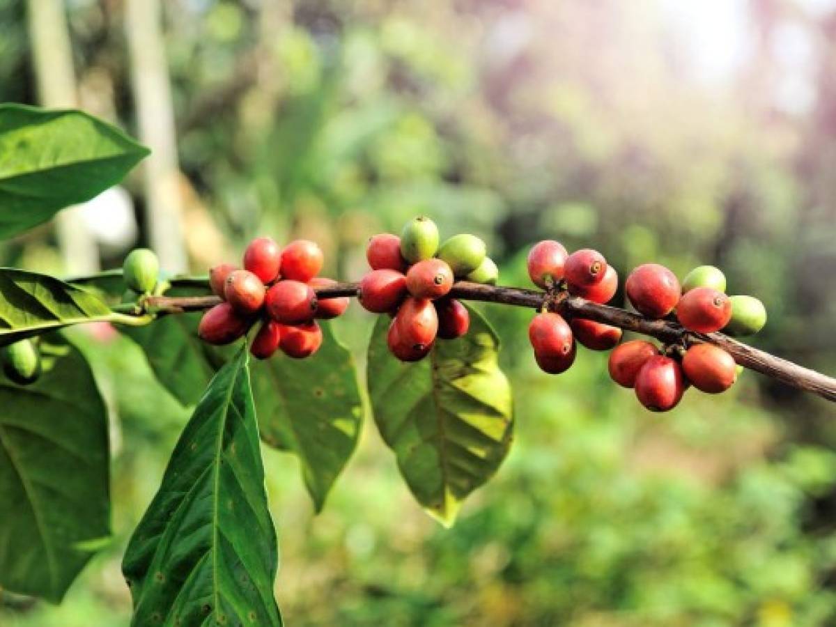 Cafetaleros peruanos dejan su cultivo y buscan zonas de coca