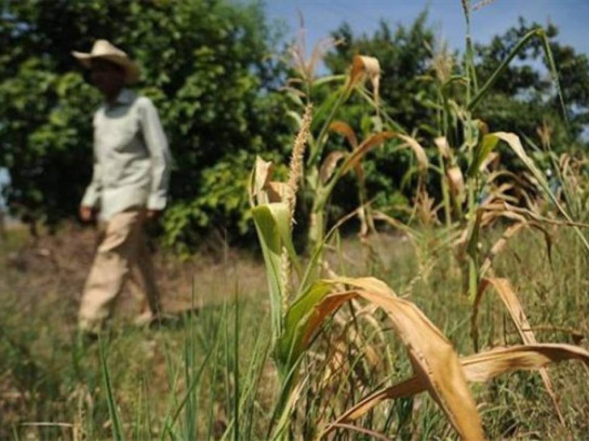 Centroamérica sufre cuantiosas pérdidas de cereales por El Niño, según FAO