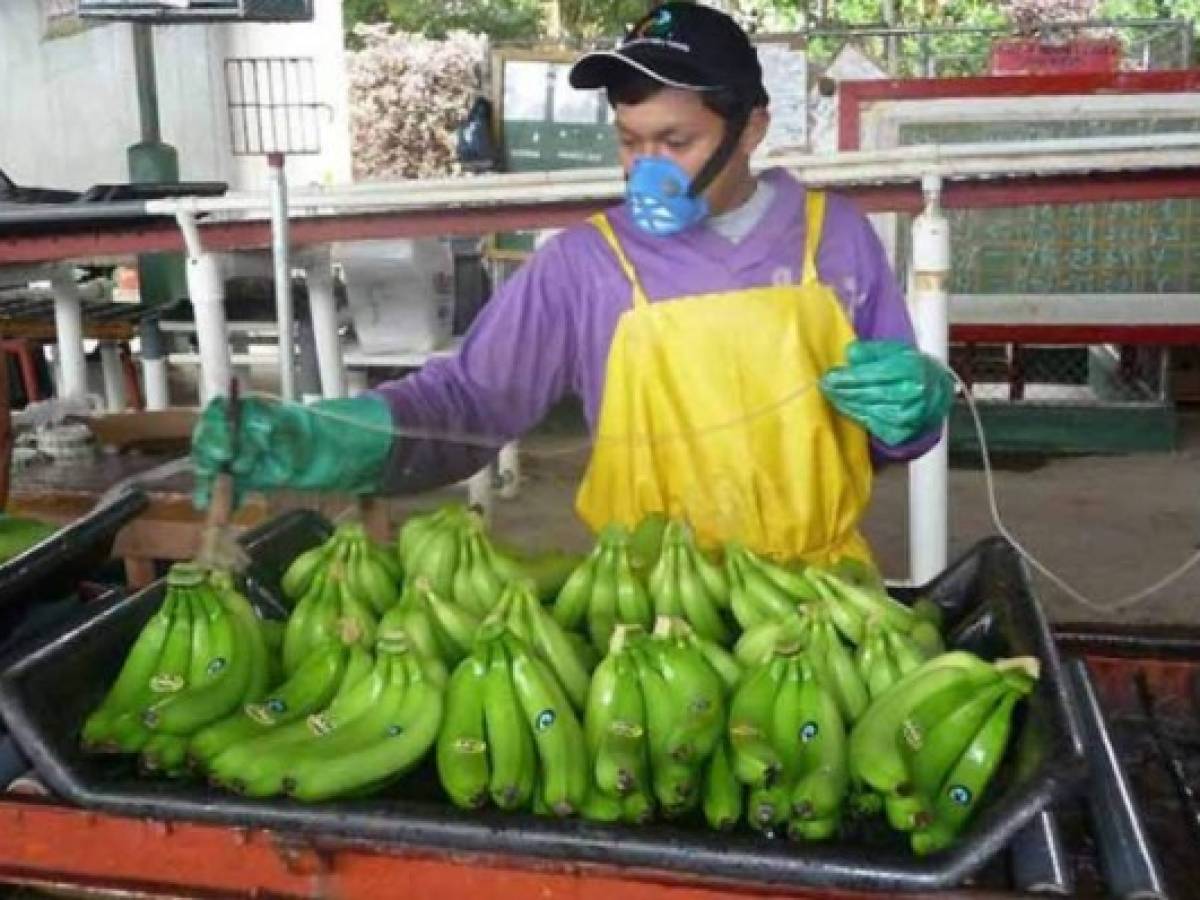Panamá: Bananeros en huelga para exigir ajuste al salario mínimo