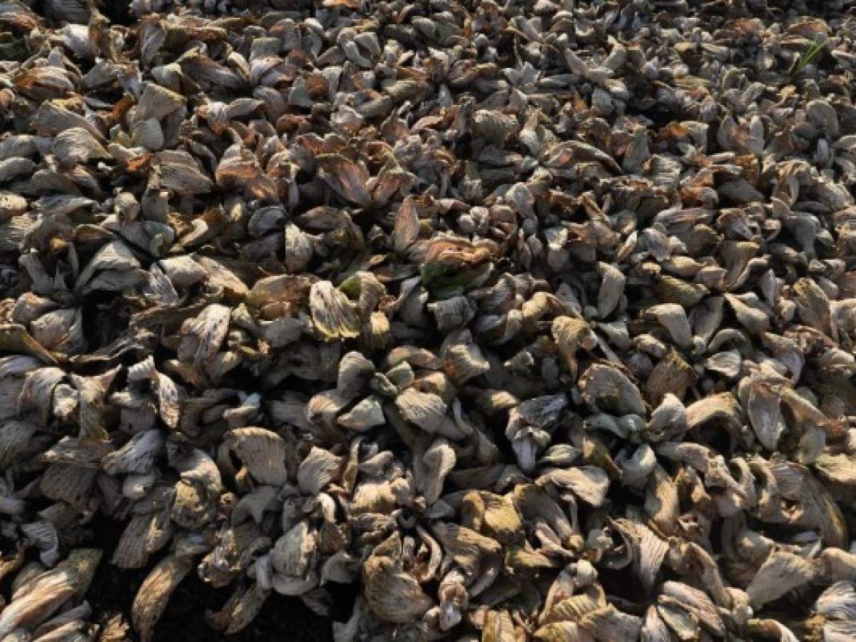 Esta plantación de lechuga es una de tantos cultivos afectados por la baja temporada de lluvias que llevó a la declaratoria de emergencia por sequía. Esta plantación de lechuga es una de tantos cultivos afectados por la baja temporada de lluvias que llevó a la declaratoria de emergencia por sequía.