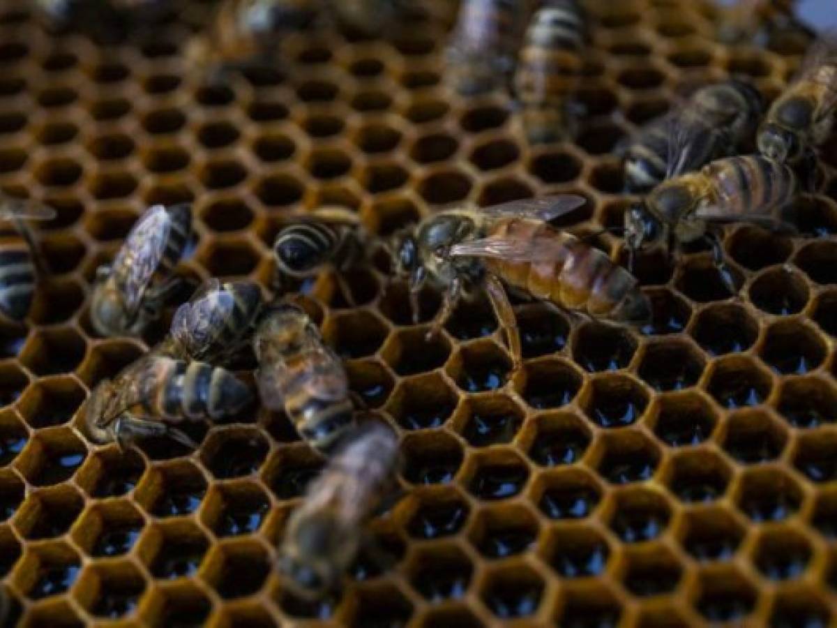 View of bees in a hive in Esteli, Nicaragua, on December 21, 2019. - Nicaraguan beekeepers have found in the raising of queen bees an opportunity to improve the quality of honey production, facing climate change, which threatens their business. (Photo by INTI OCON / AFP)