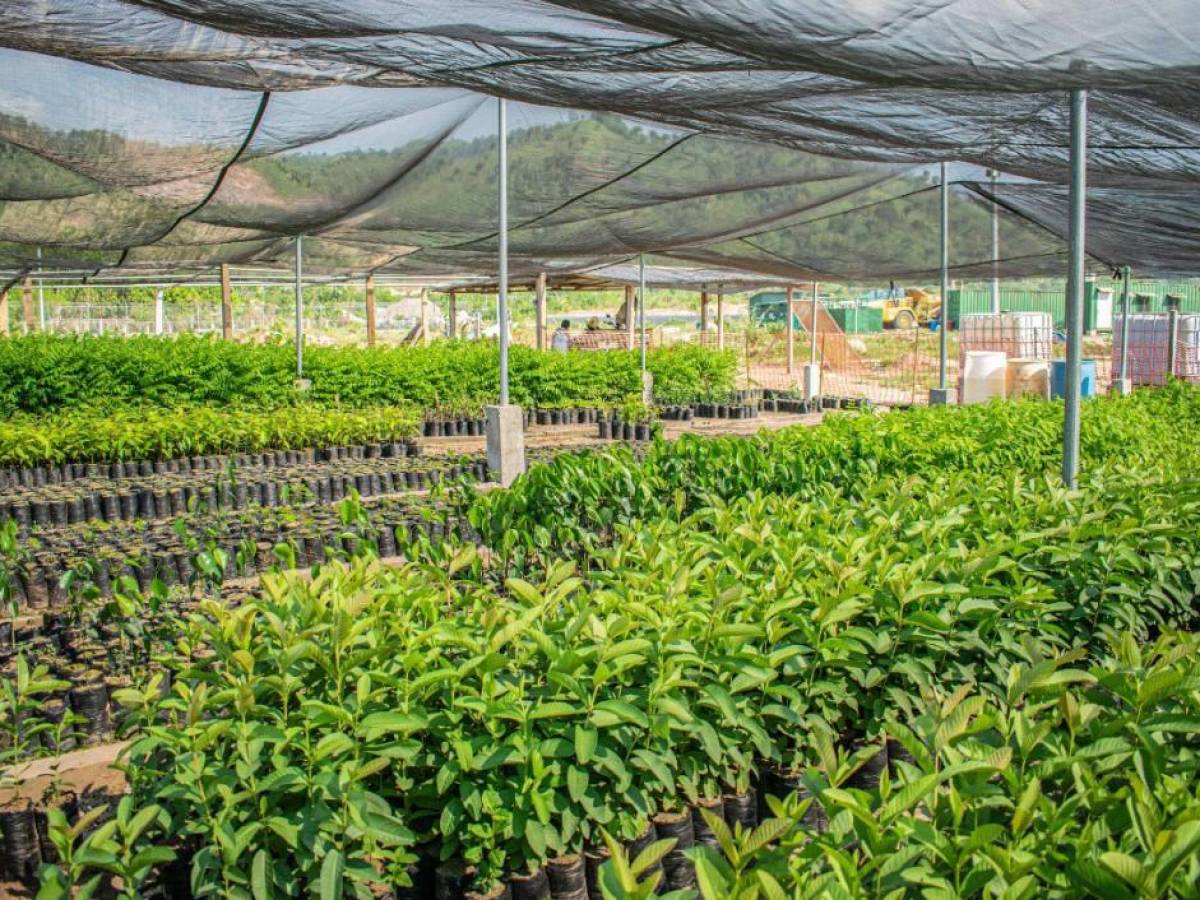 Proyecto siderúrgico de Ecotek y Los Pinares generará más de US$190 millones en divisas Proyecto siderúrgico de Ecotek y Los Pinares generará más de US$190 millones en divisas