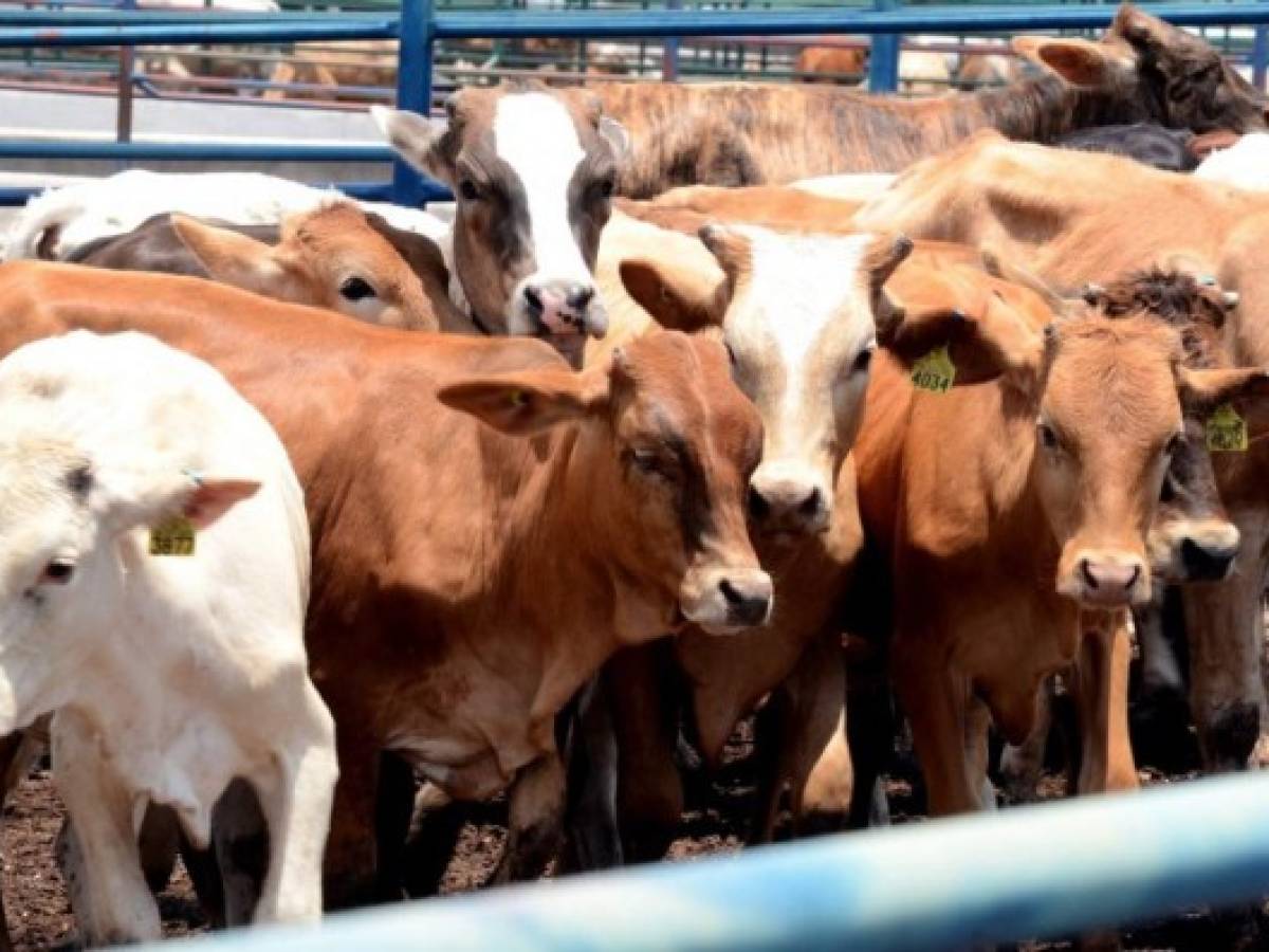 Panamá: Gobierno impulsa mejoramiento genético de ganado