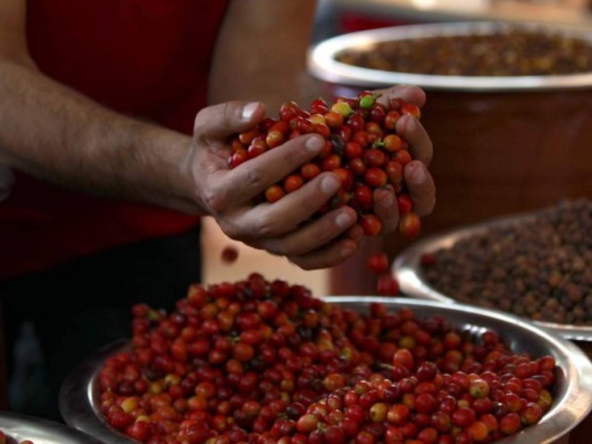 Exportación hondureña de café cae a 7,2 millones de sacos en cosecha 2019-2020