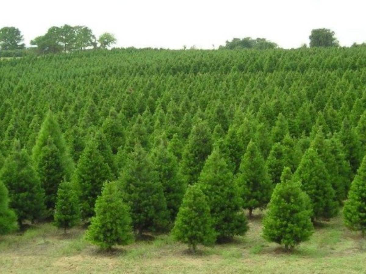Panamá importará más de 100.000 árboles de Navidad