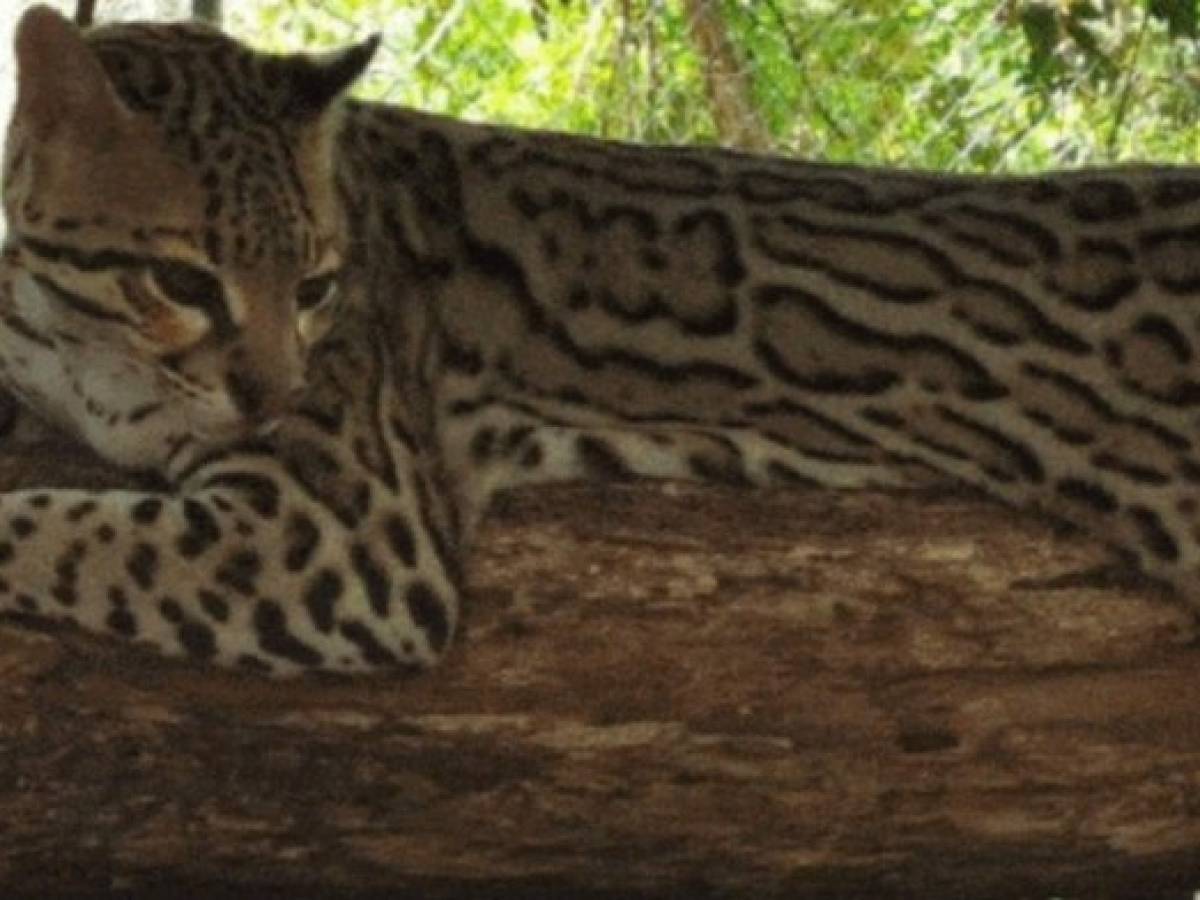 Guatemala libera decenas de animales silvestres rescatados a traficantes