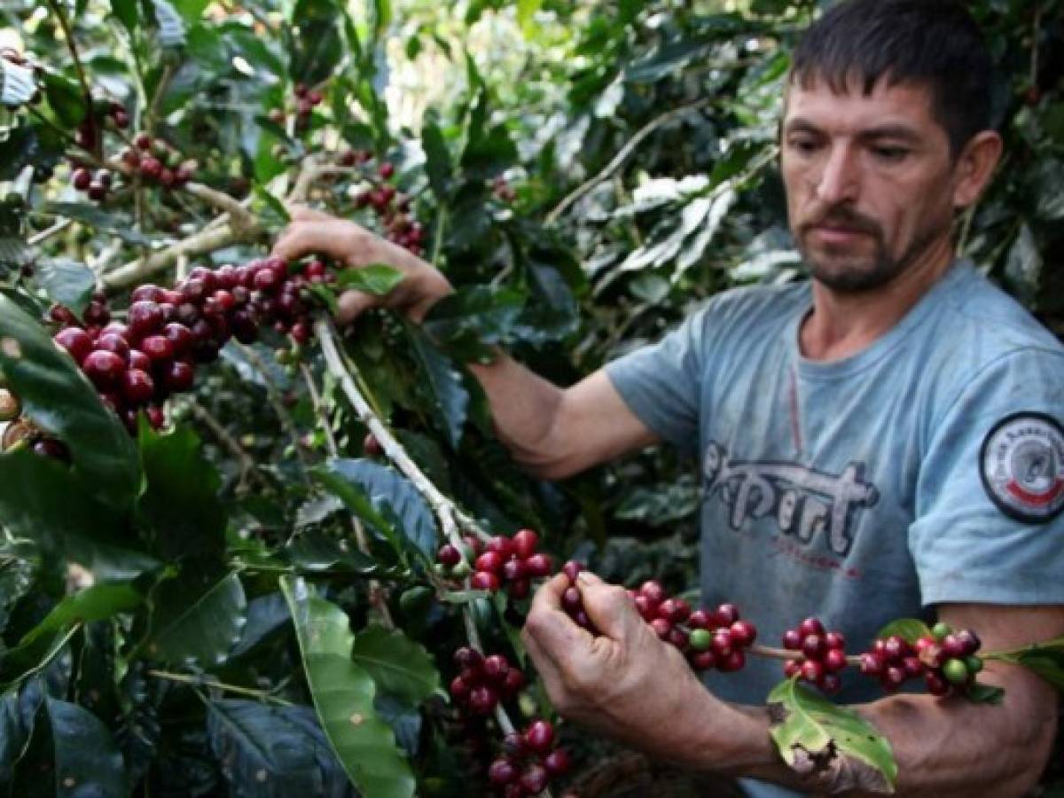 Honduras: La producción de café disminuirá en un millón de quintales
