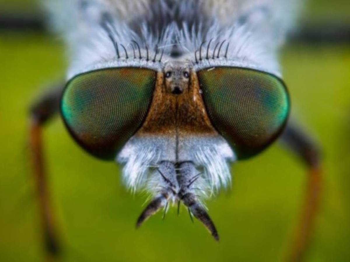 ¿Cómo afectaría al planeta la extinción de insectos?