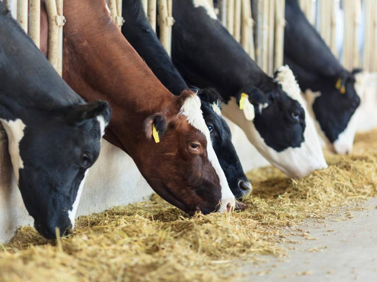 Precio de la carne roja alcanza récord en EEUU por escasez de ganado