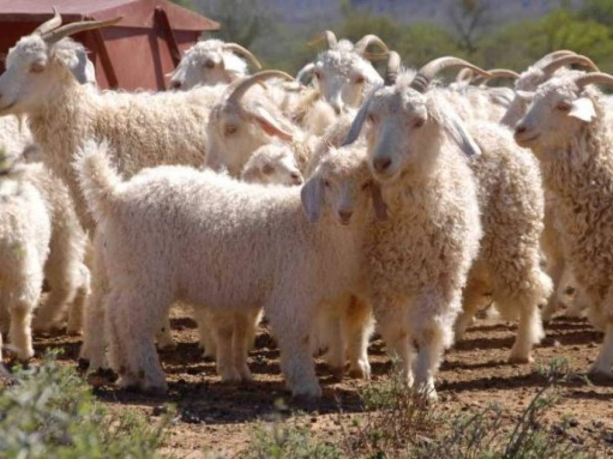 Gap, Zara y HyM renuncian a la lana mohair por 'crueldad animal'