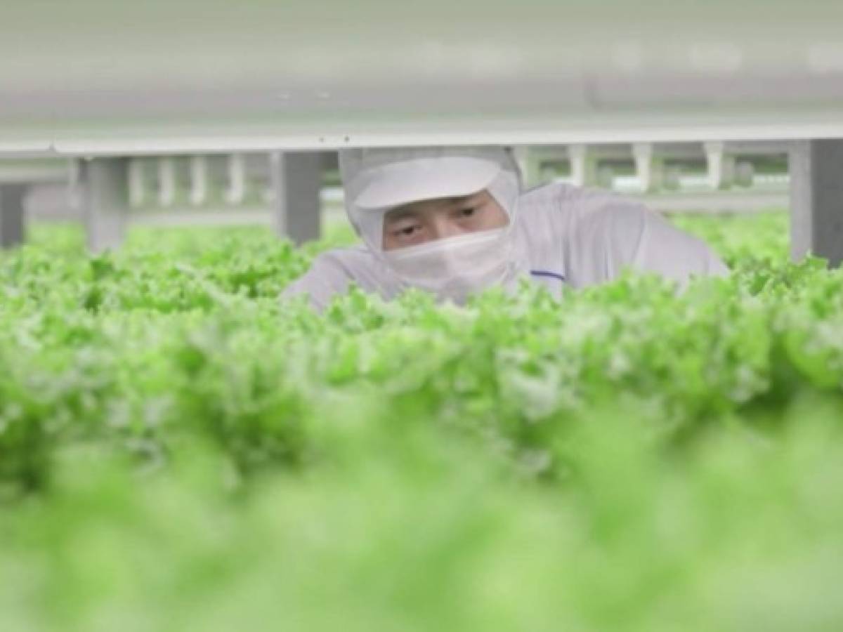 Japón activa las 'Fábricas de verduras' en las ciudades para reemplazar al campo