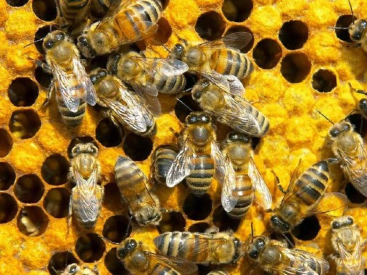 Más presión contra Bayer y Syngenta por efecto de pesticidas en abejas