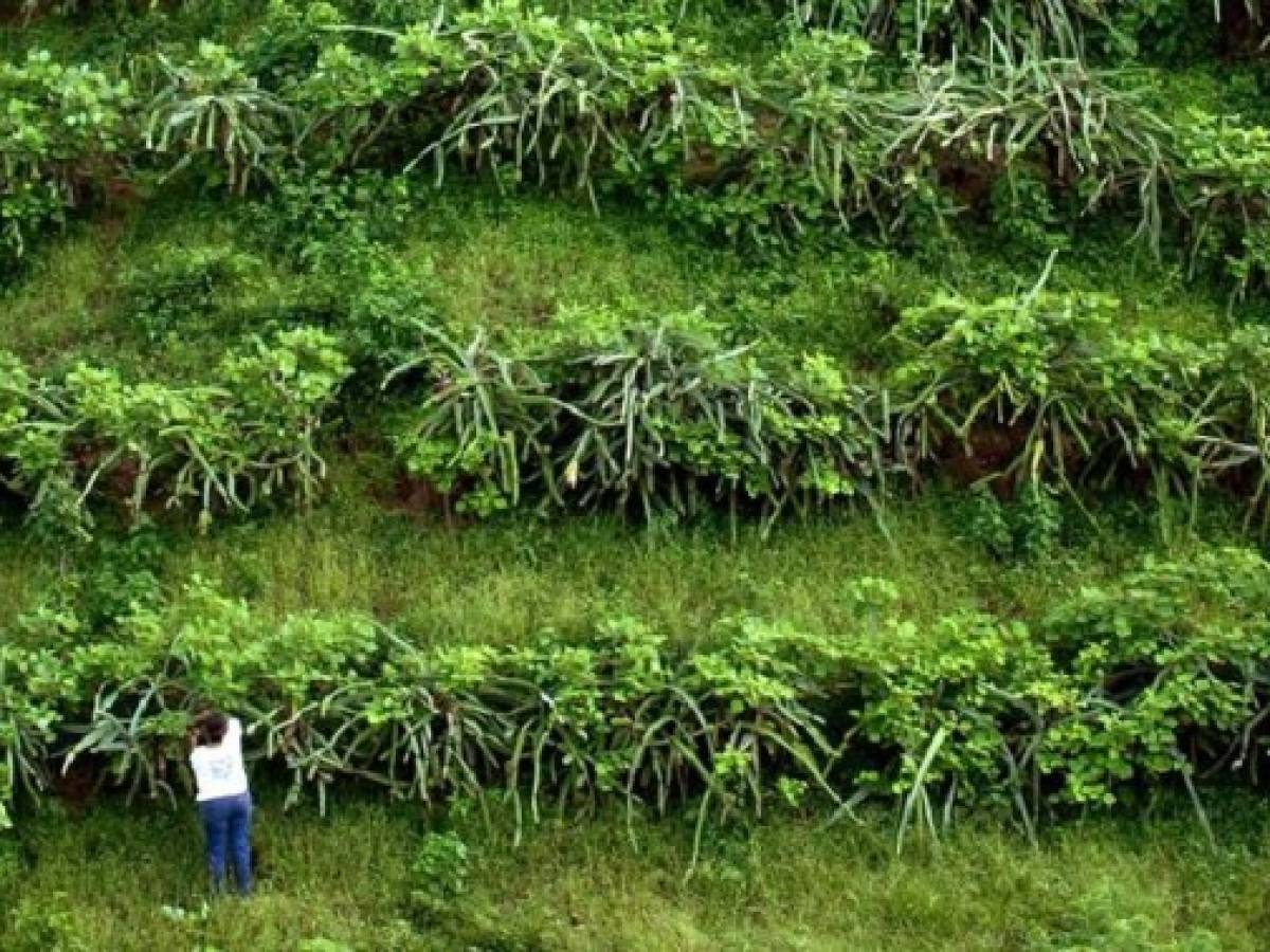 FAO: La agroecología adquiere fuerza en Latinoamérica