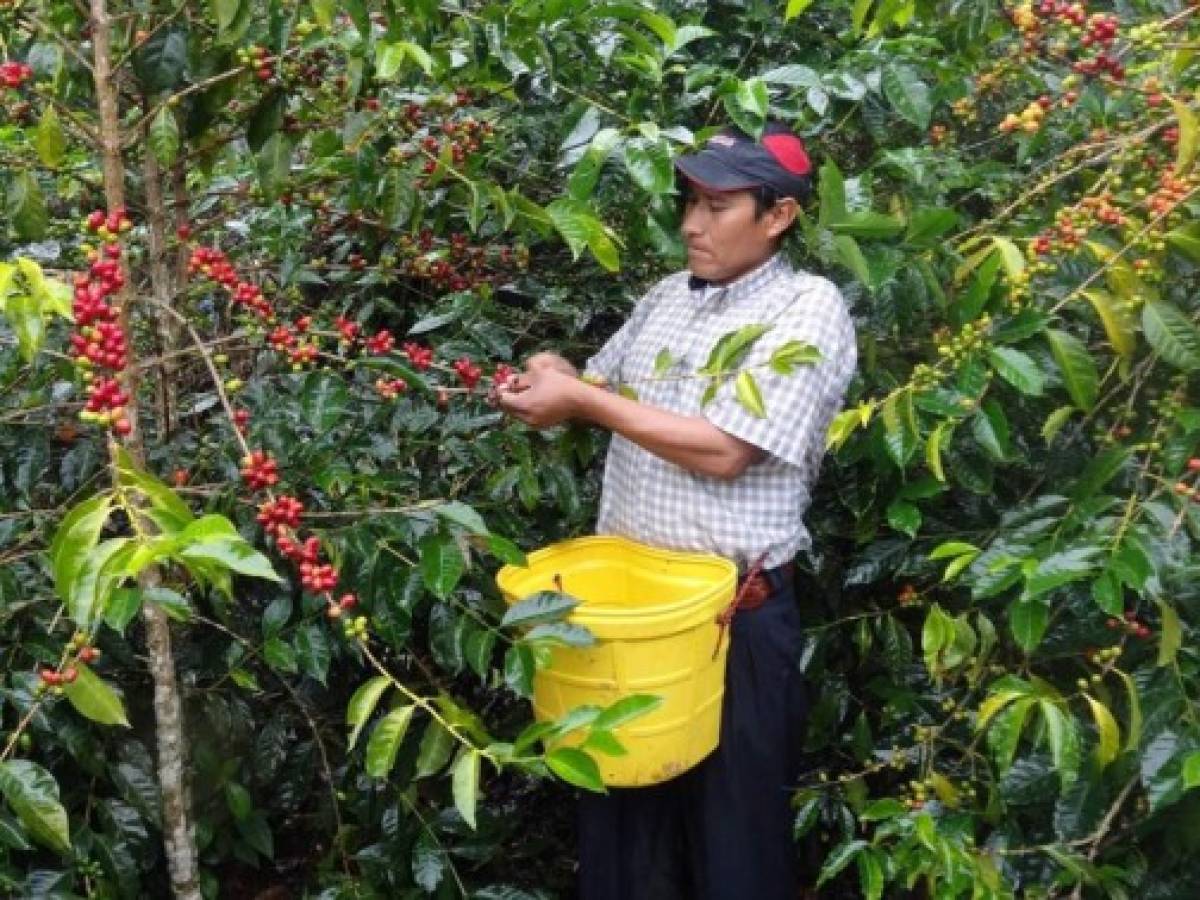 Nicaragua: café se ubica como segundo rubro exportador en 2015