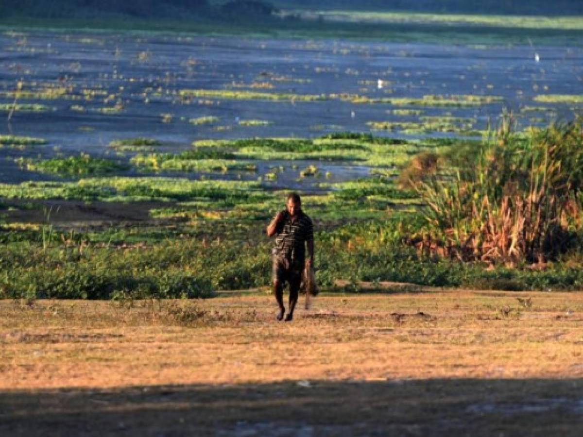 Las lagunas de Jucutuma, de 400 ha, y Ticamaya, de 317 ha, son joyas de la naturaleza que se encuentran apenas 10 km al noreste de San Pedro Sula, cerca de la costa caribeña. Pero la sequía las tiene al borde de su desaparición. Las lagunas de Jucutuma, de 400 ha, y Ticamaya, de 317 ha, son joyas de la naturaleza que se encuentran apenas 10 km al noreste de San Pedro Sula, cerca de la costa caribeña. Pero la sequía las tiene al borde de su desaparición.