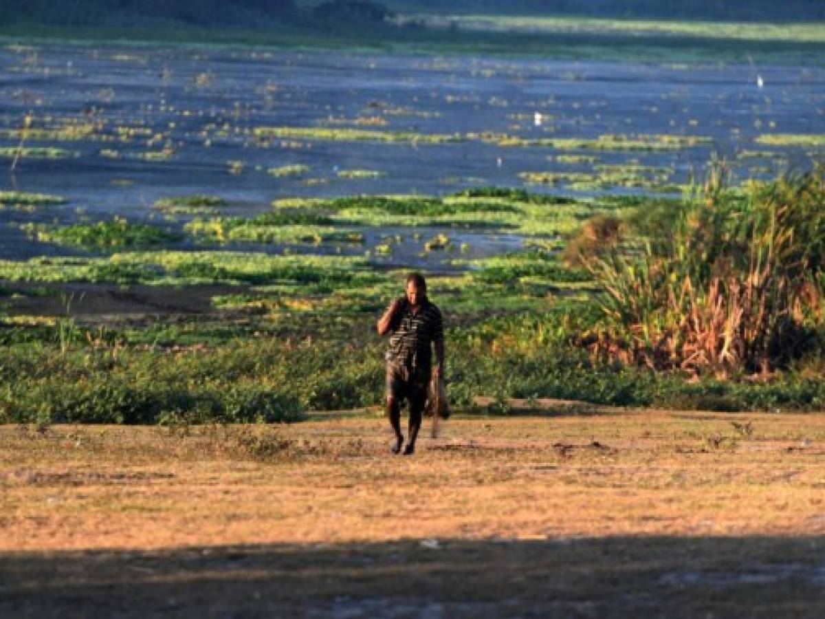 Las lagunas de Jucutuma, de 400 ha, y Ticamaya, de 317 ha, son joyas de la naturaleza que se encuentran apenas 10 km al noreste de San Pedro Sula, cerca de la costa caribeña. Pero la sequía las tiene al borde de su desaparición.