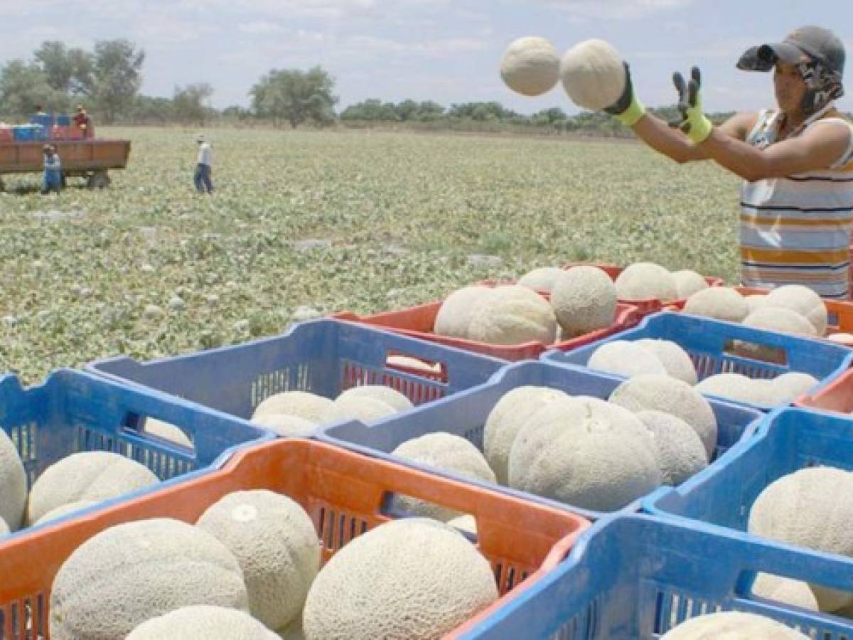 Honduras: La exportación de melón alcanza los US$110 millones