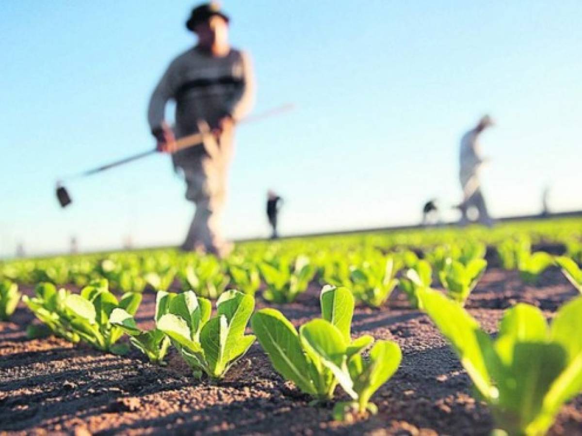 Guatemala: Visas agrícolas para trabajar en EEUU siguen sin certeza